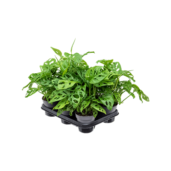 Monstera obliqua 8/tray 4MOOBHA12