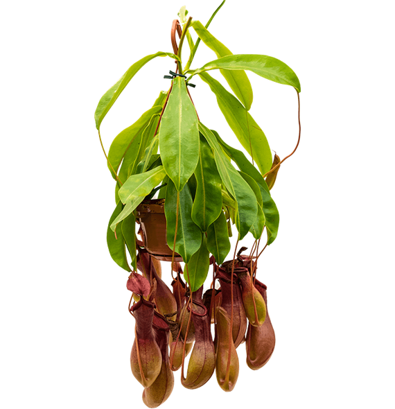 Nepenthes alata 4NEALBP14