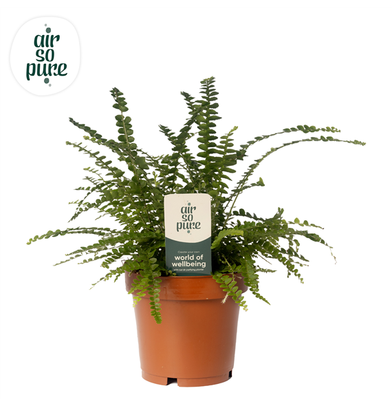 Nephrolepis cordifolia 'Duffii' F00001610