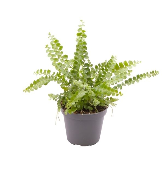 Nephrolepis cordifolia 'Duffii' F00005043
