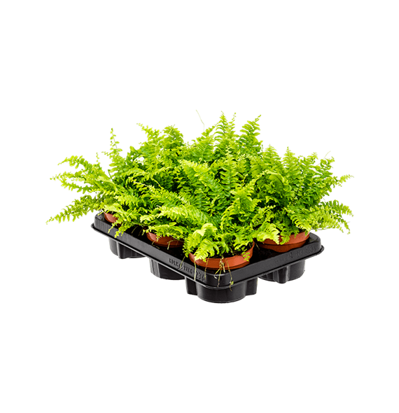 Nephrolepis exaltata 'Boston' 6/tray 4NEBOBP03