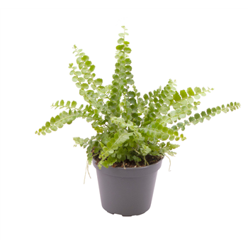 Nephrolepis exaltata 'Duffii' F00002022
