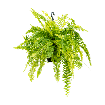 Nephrolepis exaltata 'Tiger Fern' 4NETFHA21