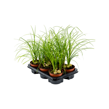 Nolina recurvata 6/tray 4NOREBP05