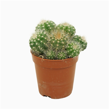 Notocactus magnificus F00001471