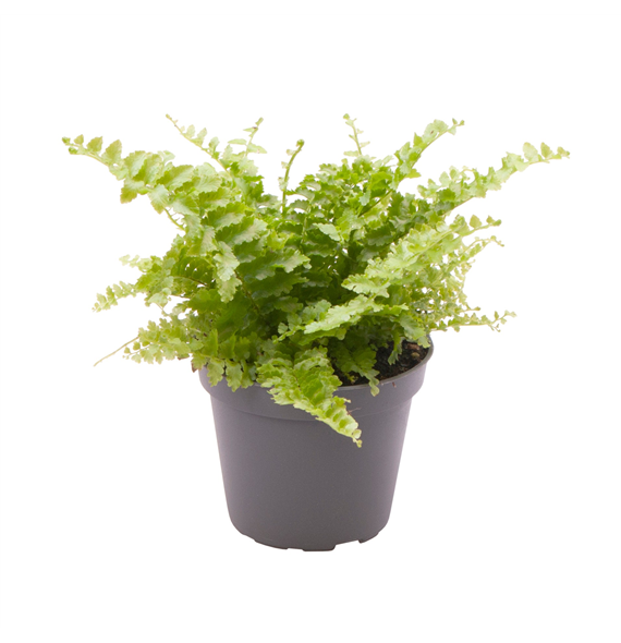 Nephrolepis exaltata Fluffy Ruffle F00002021