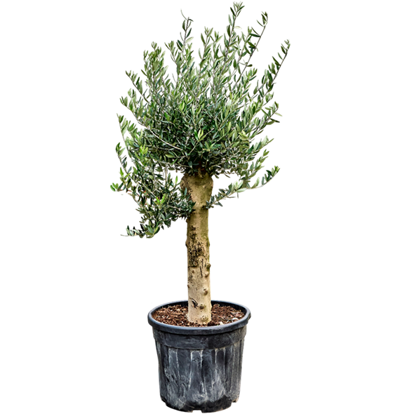 Oljka Olea europaea 5OLEUR093