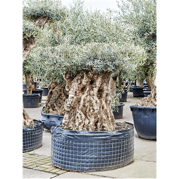 Oljka Olea europaea 5OLEUS002