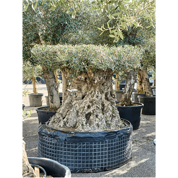 Oljka Olea europaea 5OLEUS006
