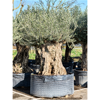 Oljka Olea europaea (220-260) 5OLEUR073