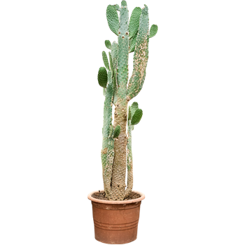 Opuntia consolea 4OPCOKK90