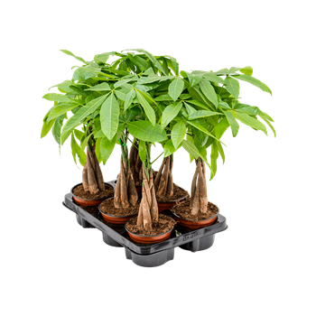 Pachira aquatica 6/tray 4PAAQGS00
