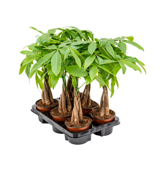 Pachira aquatica 6/tray 4PAAQGS00
