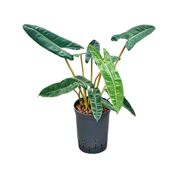 Philodendron 'Billietiae' 1PHBIBU15