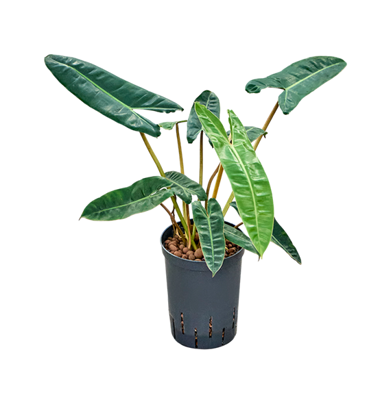 Philodendron 'Billietiae' 1PHBIBU15