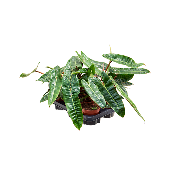 Philodendron 'Billietiae' 6/tray 4PHBIBP25