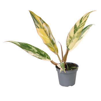 Philodendron 'Caramel Marble' F00004159