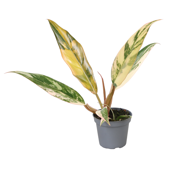 Philodendron 'Caramel Marble' F00004159