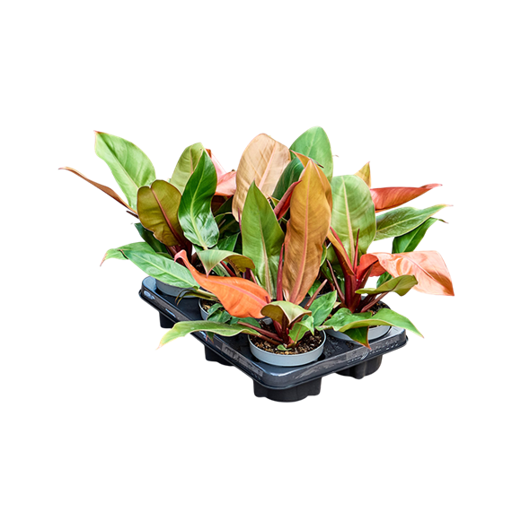Philodendron 'Cherry Red' 6/tray F00000468