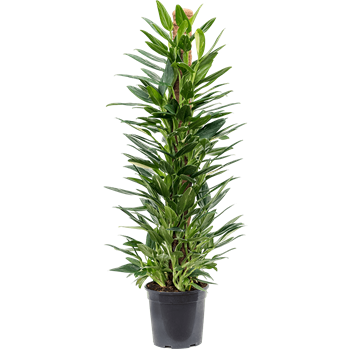 Philodendron 'Cobra' 4PHCOMK24