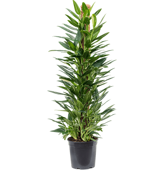 Philodendron 'Cobra' 4PHCOMK24