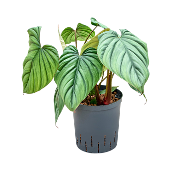 Philodendron 'Colombia' 1PHCOBU18