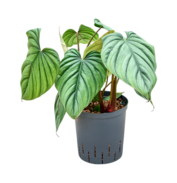 Philodendron 'Colombia' 1PHCOBU18