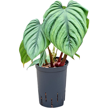 Philodendron 'Colombia' 1PHCOBU15