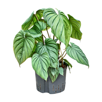 Philodendron 'Colombia' 1PHCOBU25