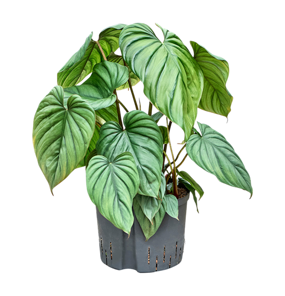 Philodendron 'Colombia' 1PHCOBU25