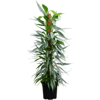 Philodendron 'Exotica' 4PHEXMK15