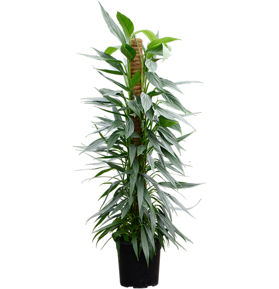 Philodendron 'Exotica' 4PHEXMK15