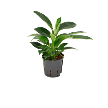 Philodendron 'Green Princess' 2PHGPBP13