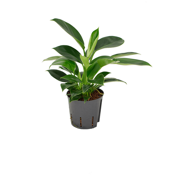 Philodendron 'Green Princess' 2PHGPBP13