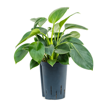 Philodendron 'Green Princess' 1PHGPBP15