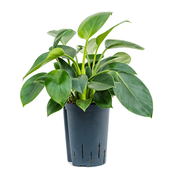 Philodendron 'Green Princess' 1PHGPBP15