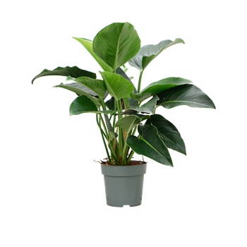 Philodendron 'Green Beauty' 4PHGBBU09