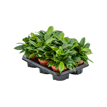 Philodendron 'Green Princess' 6/tray 4PHGPBP12