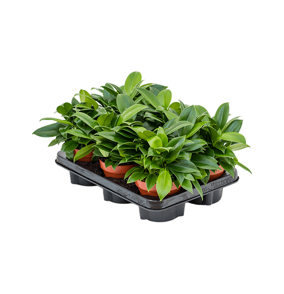 Philodendron 'Green Princess' 6/tray 4PHGPBP12