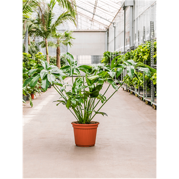 Philodendron 'Green Wonder' 4PHGWBU40