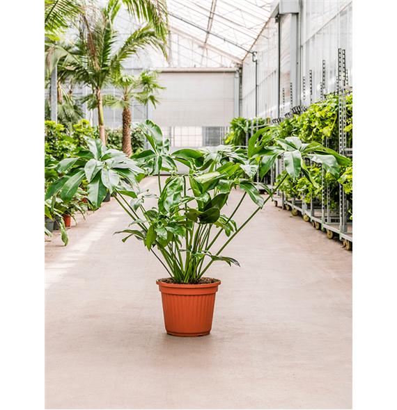 Philodendron 'Green Wonder' 4PHGWBU40