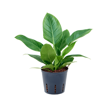 Philodendron 'Imperial Green' 2PHIGBP10