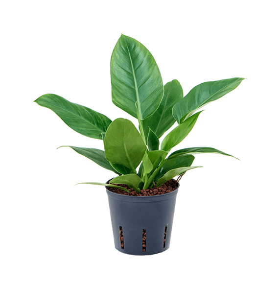 Philodendron 'Imperial Green' 2PHIGBP10