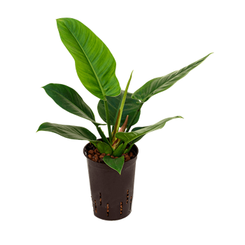 Philodendron 'Imperial Green' 1PHIGBP10