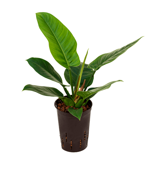 Philodendron 'Imperial Green' 1PHIGBP10