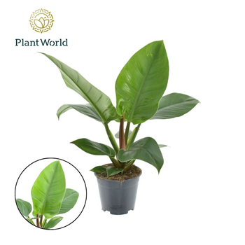 Philodendron 'Imperial Green' F00004970