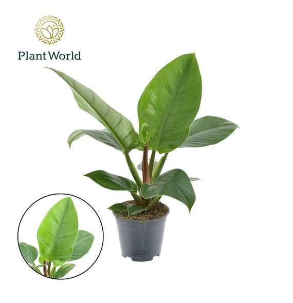 Philodendron 'Imperial Green' F00004970