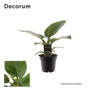 Philodendron 'Imperial Green' F00004972