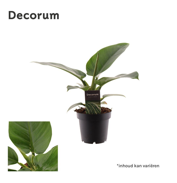 Philodendron 'Imperial Green' F00004972
