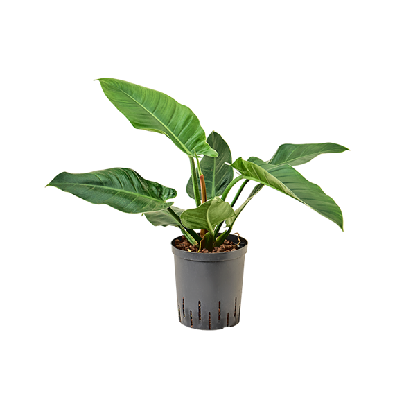 Philodendron 'Imperial Green' 1PHIGBP12